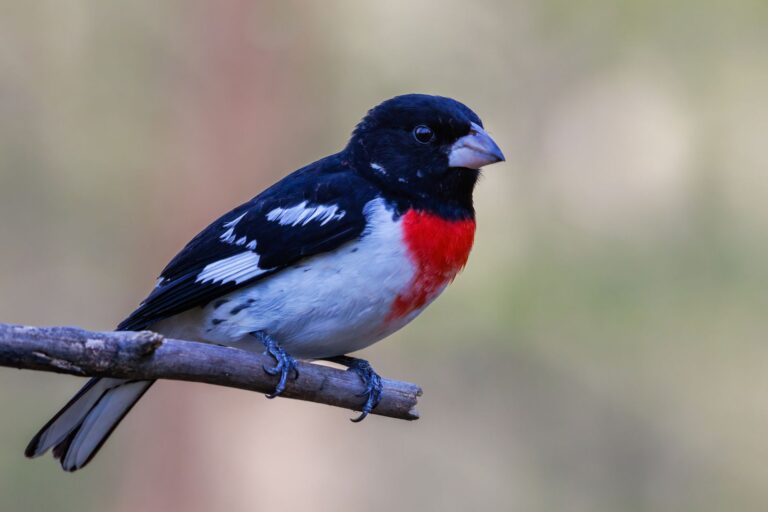 a detailed shot of a rose-breasted grosbeak with distinctive red chest on a branch in a natural setting.