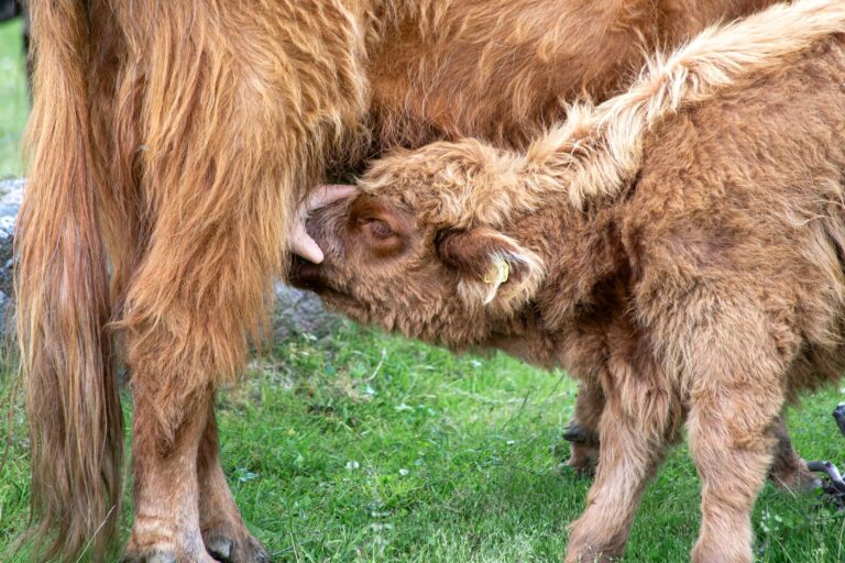 a highland calf nursing from its mother in a green pasture, showcasing farm life.