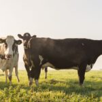 sunlit scene of holstein cows grazing in a green, rural pasture.
